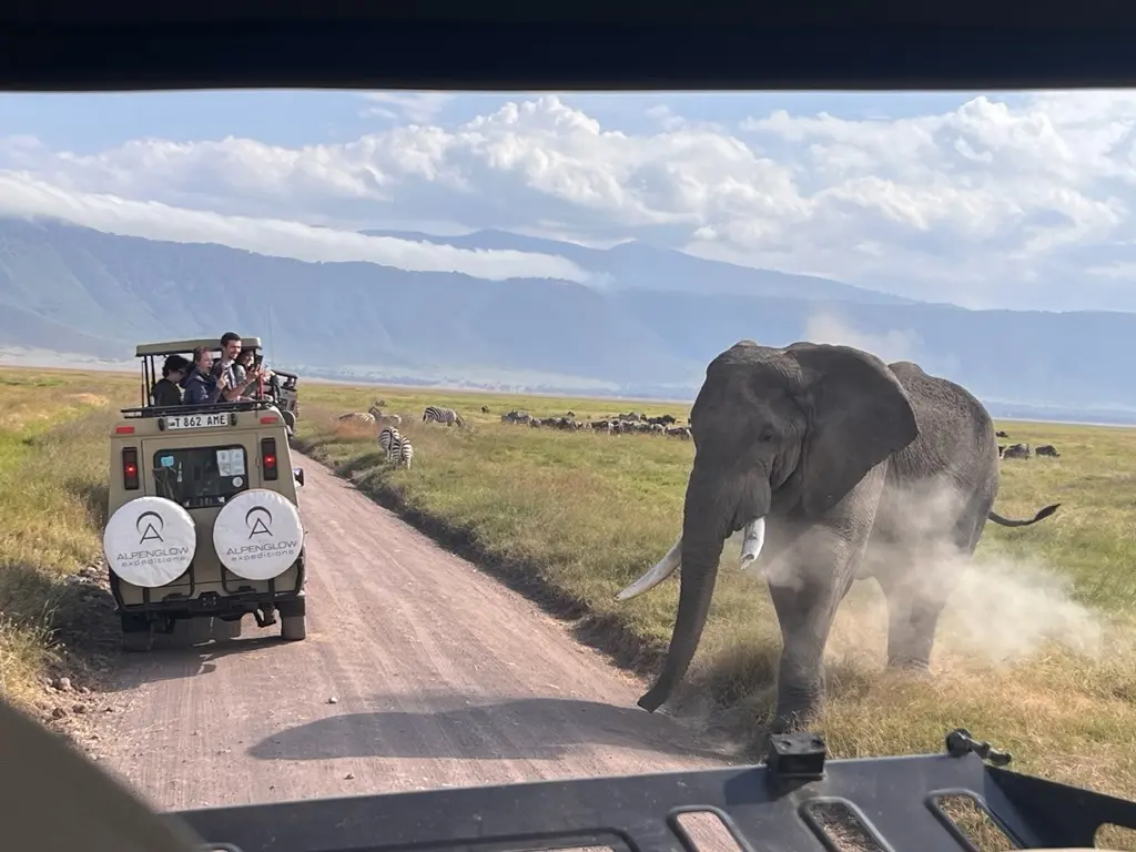 Safari portion of a guided Kilimanjaro Expedition