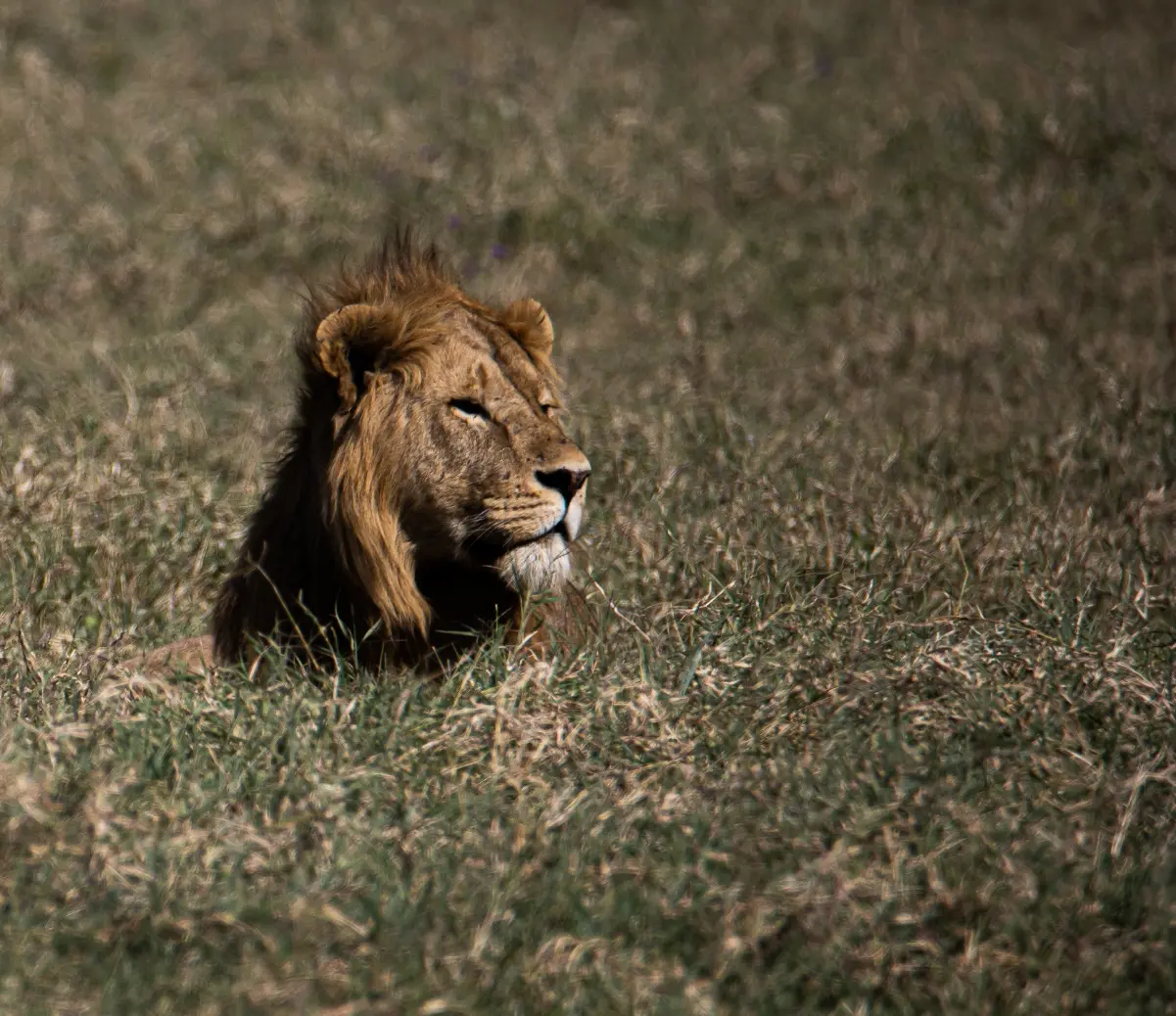 Lion laying down during the safari portion of a guided Kilimanjaro Expedition