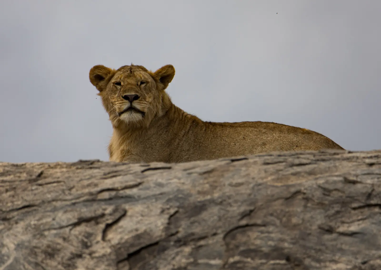 Lion laying down during the safari portion of a guided Kilimanjaro Expedition