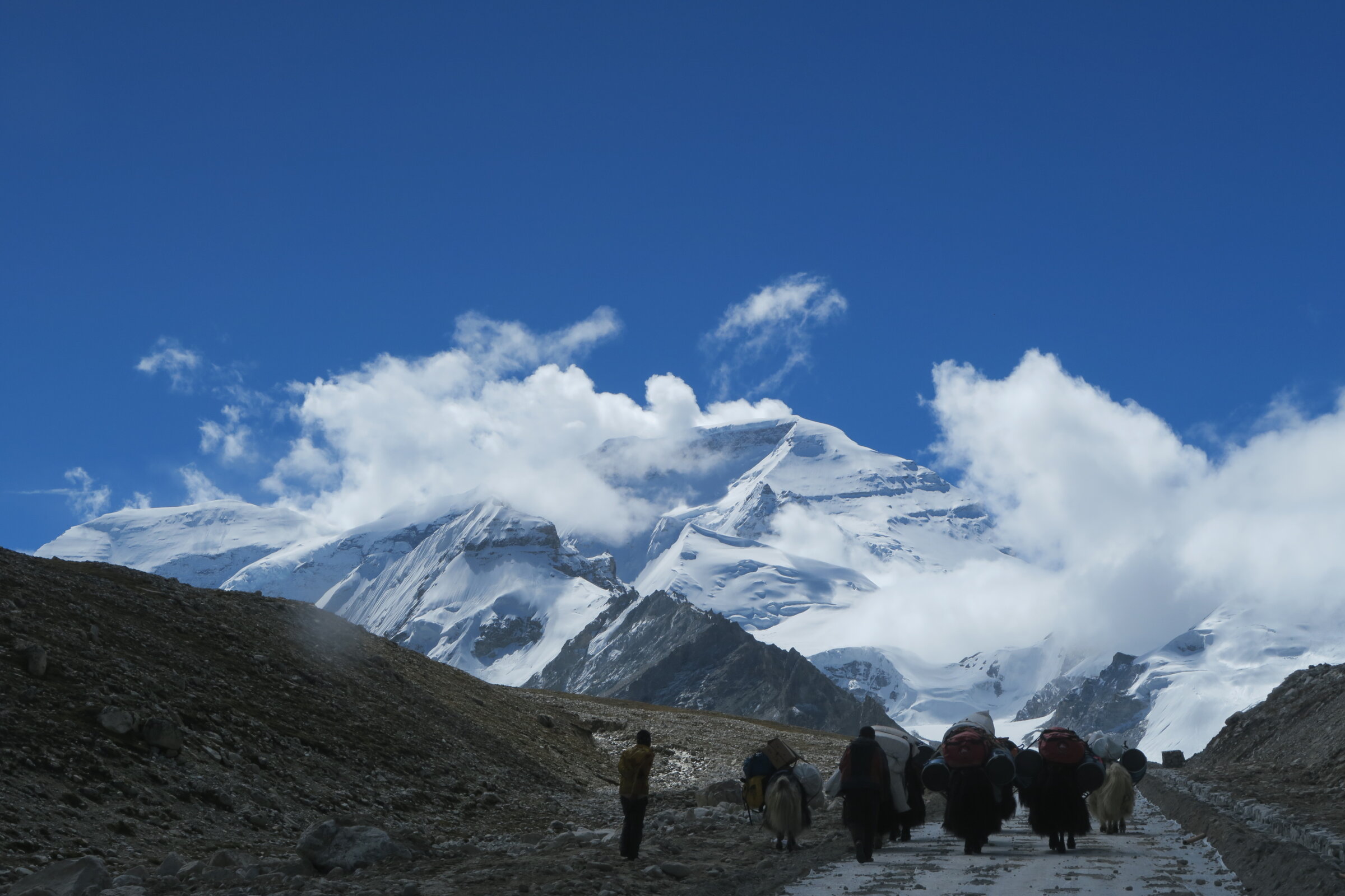 Yaks walking on a road with Cho Oyu in the background during a guided expedition with Alpenglow Expeditions.