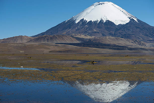 A large snow covered volcano reflects on wetlands.