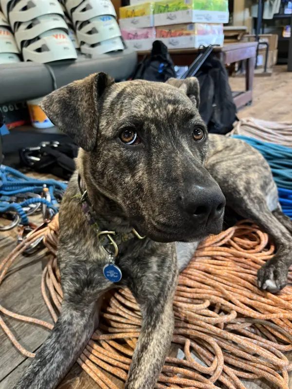 Celebrating Our Canine Crew
